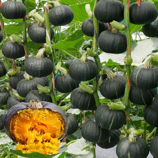 জাপানি মিষ্টি কুমড়ার বীজ ( আনুমানিক ৪৫+ বীজ )