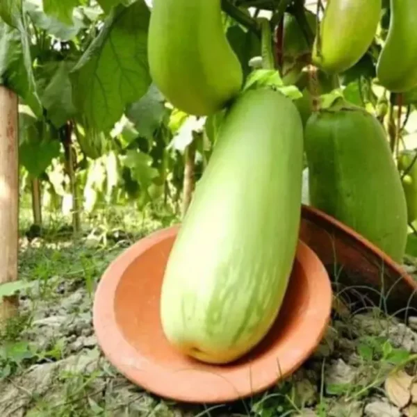 কেজি বেগুনের বীজ