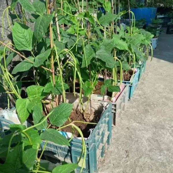 খাটো জাতের বরবটি